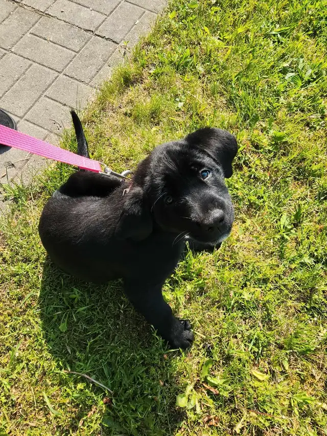 1 left!! Puppy Ready for her forever home in Dogs & Puppies for Rehoming in Barrie - Image 3