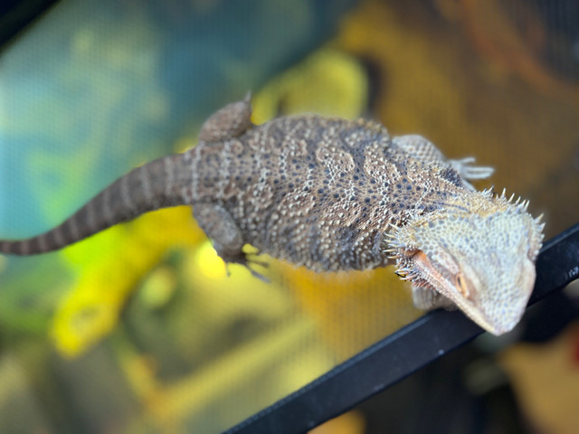 Dragon barbu femelle 2 ans in Reptiles & Amphibians for Rehoming in Gatineau - Image 2