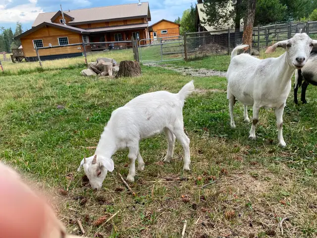 Dual purpose Goat in Livestock in Vernon - Image 3