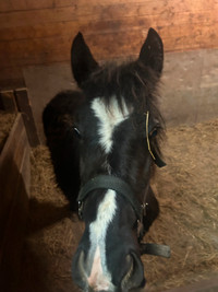 Quarter Horse/Percheron Cross Filly 1 year old