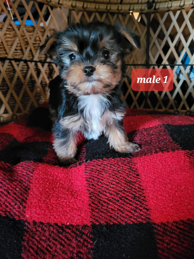 Yorkie babies  in Dogs & Puppies for Rehoming in Winnipeg - Image 3