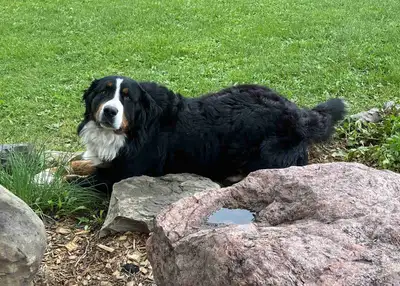 Bernese Mountain Dog, View more