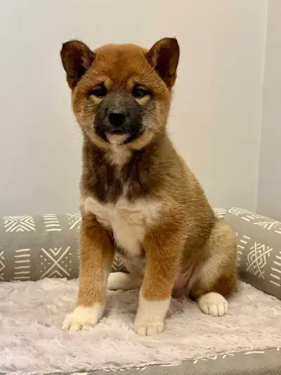 Adorable Home-Raised Shiba Inu Puppies, View more