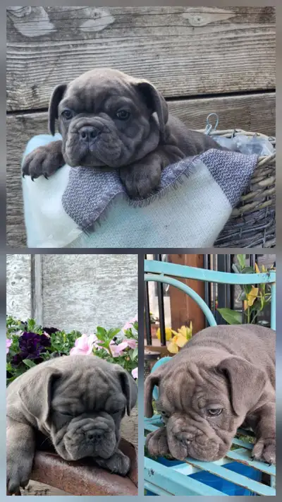 Beautiful Bulldog puppies, View more