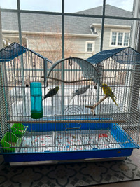 Birds/Budgies with cage