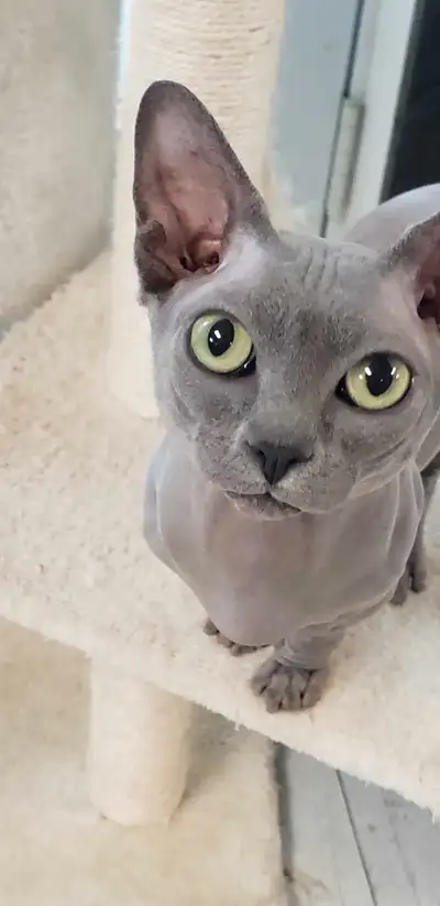 Les prix débutent a 900$ et + Chatons sphynx (900)et bambinos(1500) qui seront prêts mai- juin 2025...