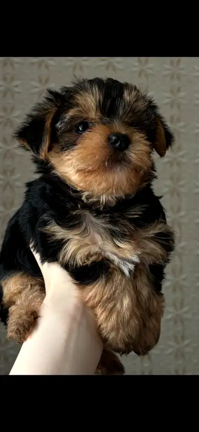 Yorkshire Terrier puppies for sale. 2 girls and one boy . Born April 7. Purebred parents of the pupp...
