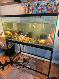 50 gallon fish tank and stand 