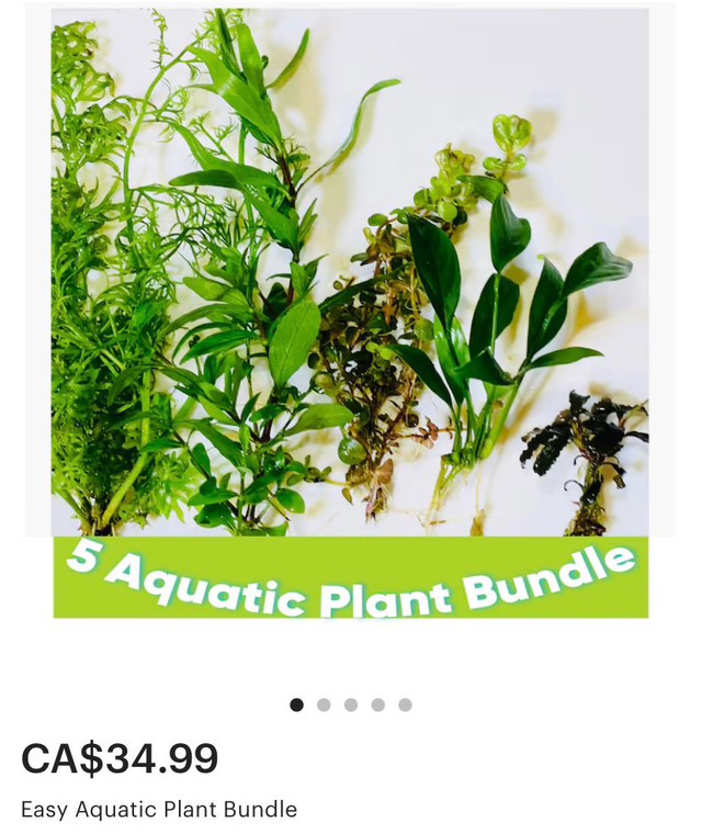 Aquatic plants bundle  in Fish for Rehoming in Kitchener / Waterloo
