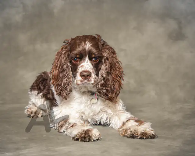 Pet Photography in Animal & Pet Services in Ottawa - Image 6