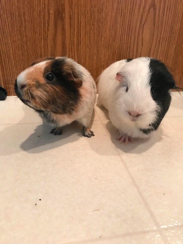 Guinea pigs in Small Animals for Rehoming in Fort McMurray - Image 2
