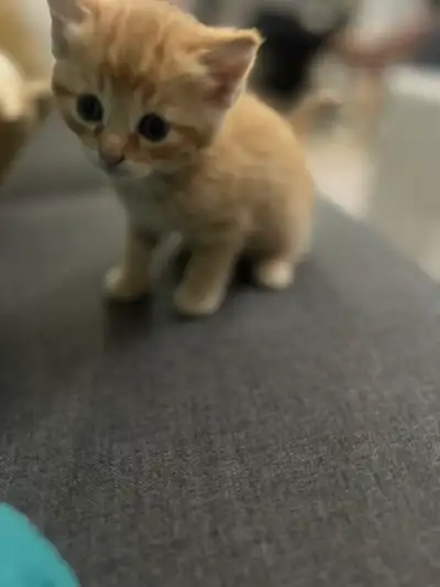 kittens for sale, View more