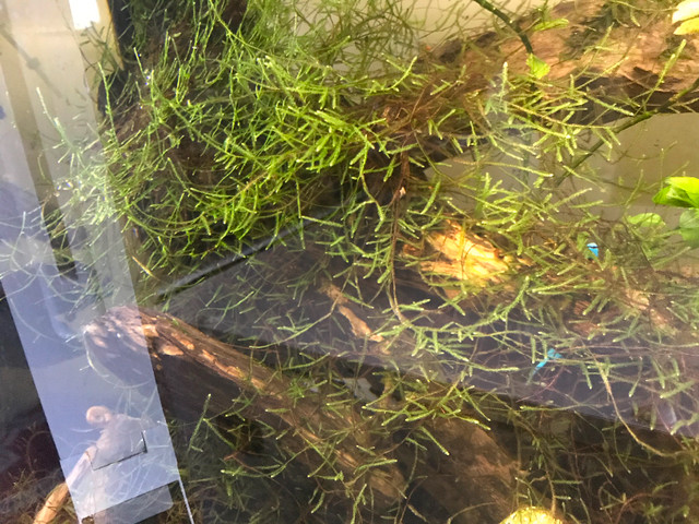 moss and Riccia fluitans in Fish for Rehoming in Ottawa - Image 4