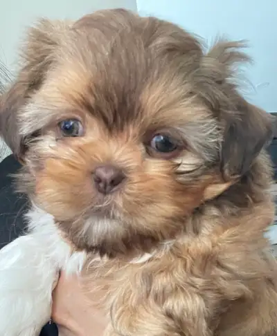 Imperial Shih Tzu Puppy for adoption, View more