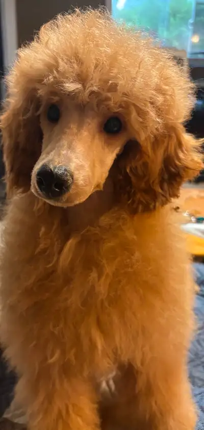Purebred Miniature Poodles for sale, View more