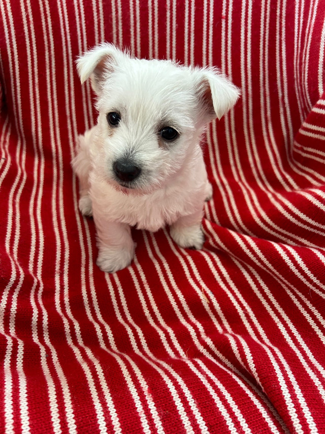 Westie puppies in Dogs & Puppies for Rehoming in Kelowna - Image 3