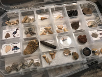 Coffret de fossiles, Ammonite dinosaure roche pierre mineraux 