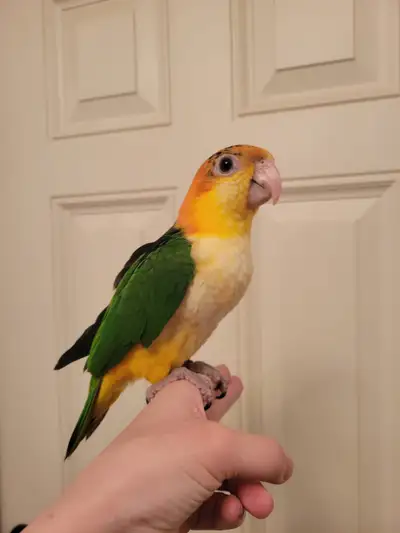 Hand-Tamed White Bellied Caique - Parrot Adoption, View more