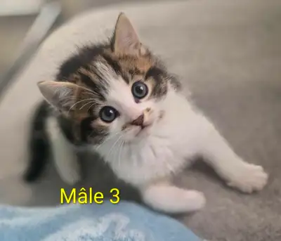 3 Magnifiques Chatons Prêt à partir ❤️, View more