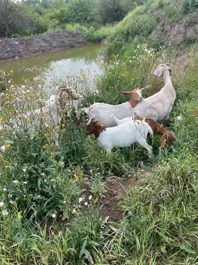 Boer goats, View more
