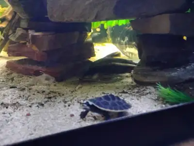 Pink Bellied Side Neck Turtles, View more