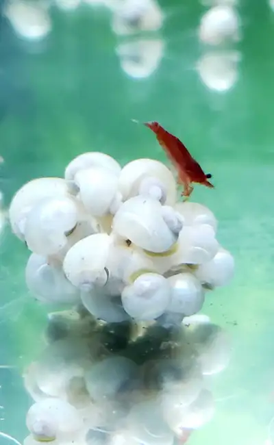 Say goodbye to algea , View more