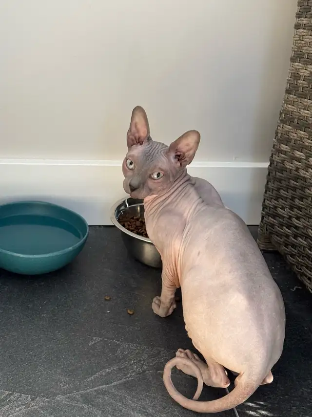 SPHYNX Male  in Cats & Kittens for Rehoming in Laval / North Shore - Image 2