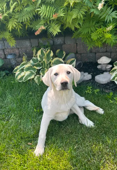 CKC Registered White Lab Puppies, View more
