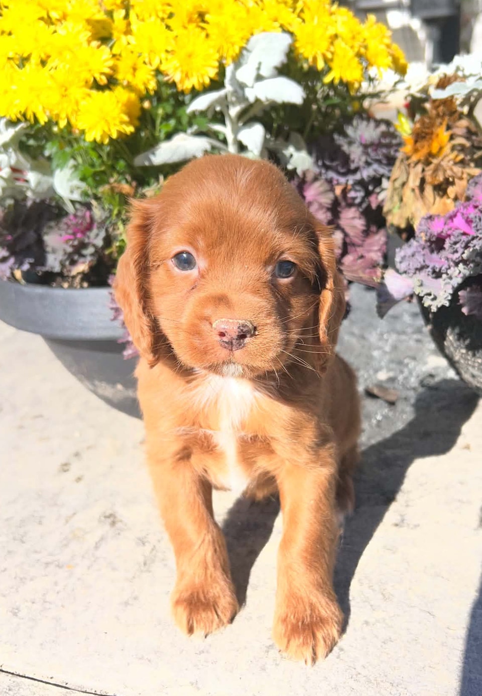 Cockapoo puppies | Dogs & Puppies for Rehoming | Barrie | Free local ...
