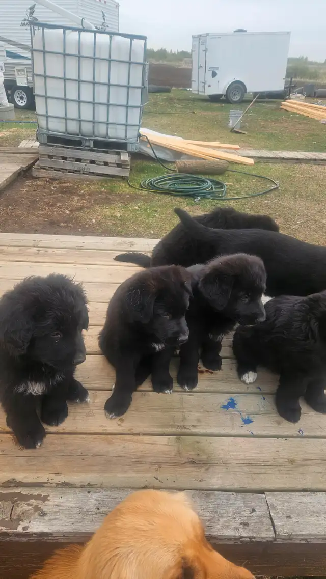 German shepherd puppies in Dogs & Puppies for Rehoming in Edmonton - Image 6