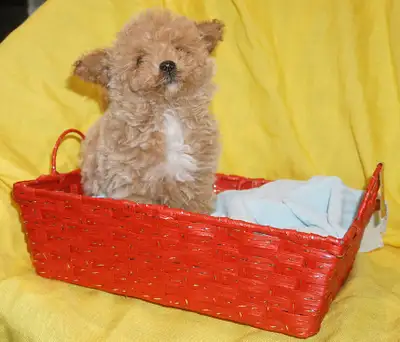 TINY TOY TEDDY BEAR POODLE PUPPY - MALE - $1999.00 Should be under 5 pounds as adult. An only child,...