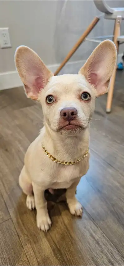 Sweet 7-Month-Old French Bulldog x Chihuahua Puppy, View more