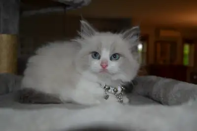 Chatons Ragdoll enregistrés, et plus, View more