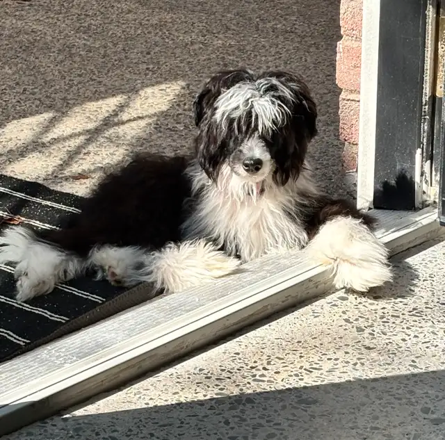 Chinese Crested in Dogs & Puppies for Rehoming in Cambridge - Image 6