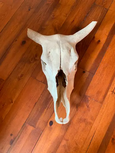 Bulls head . Bought in antique shop in Austin Texas, View more