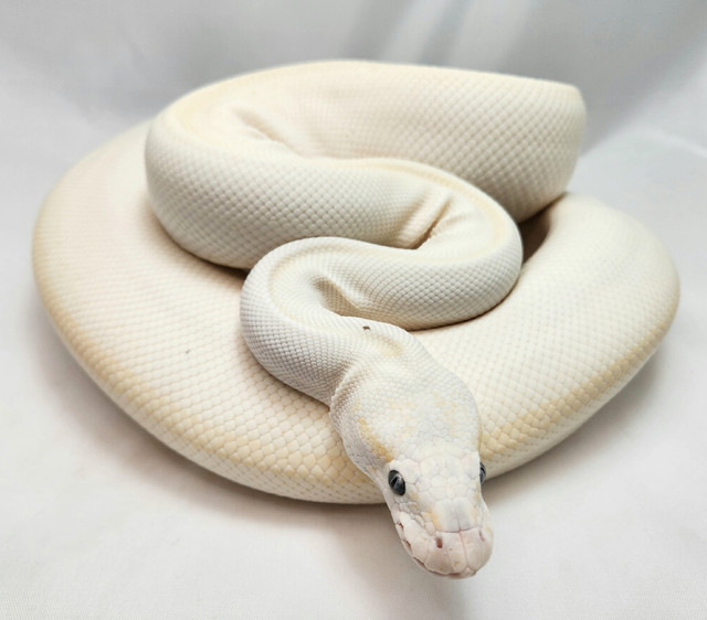 Blue Eyed Lucy (Lesser/Mojave) PB Female in Reptiles & Amphibians for Rehoming in Oshawa / Durham Region