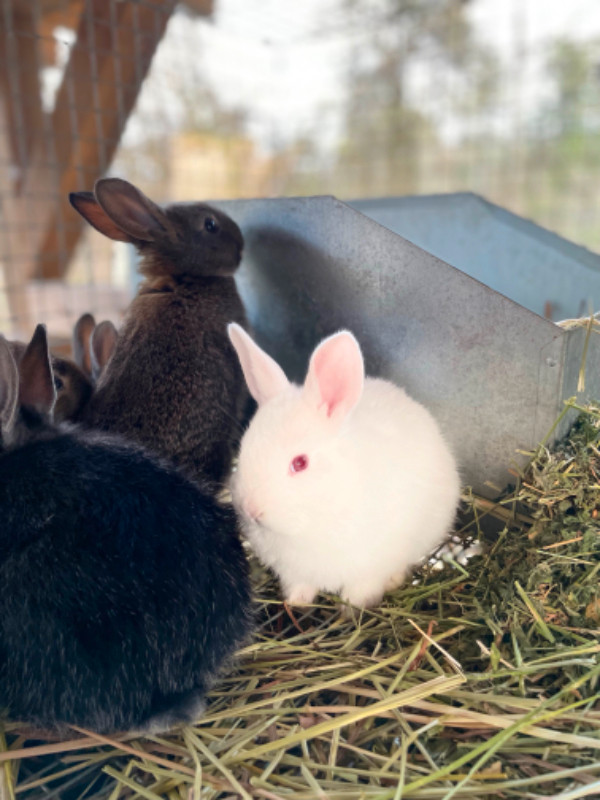 Bunnies and rabbits in Small Animals for Rehoming in Parksville / Qualicum Beach - Image 2