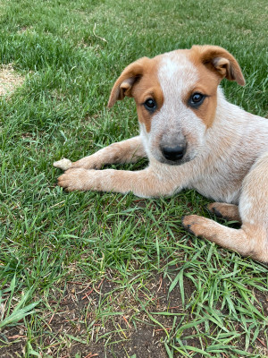 Australian Cattle Dog Adopt Or Rehome Pets Locally In Alberta Kijiji Classifieds