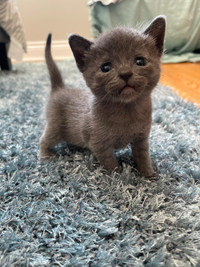 RUSSIAN BLUE KITTENS!! 