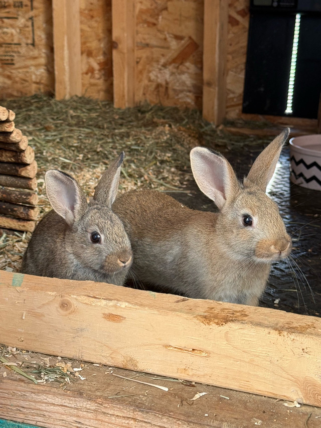 Flemish giant mix babies in Small Animals for Rehoming in Abbotsford - Image 4