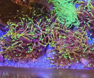 Hellfire torch coral, View more