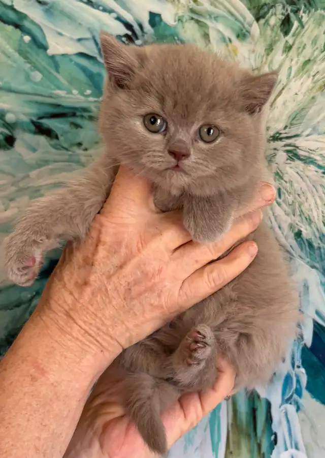 Bouncy Baby British Shorthair Kittens! 10 weeks old*READY NOW!* in Cats & Kittens for Rehoming in Moncton - Image 3