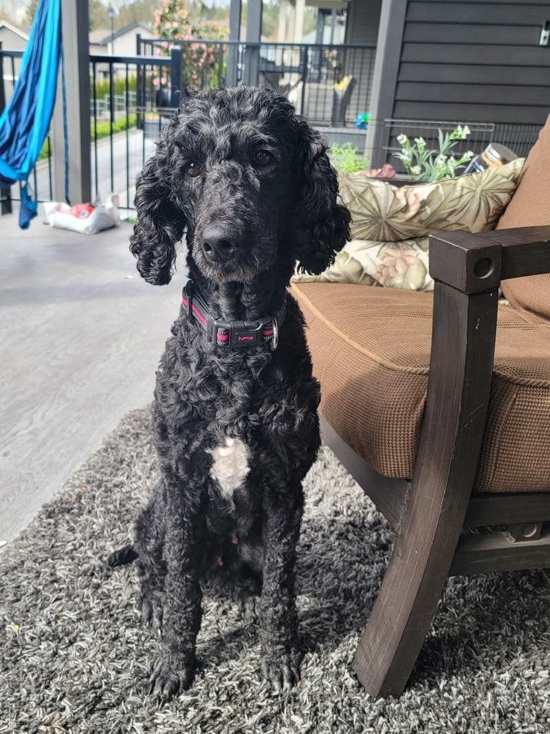 Standard Poodle Dogs & Puppies for Rehoming Tricities/Pitt/Maple