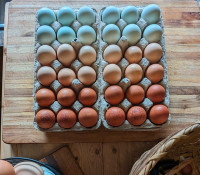 Fresh Farm Eggs!