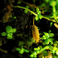 Powder Orange Isopods (Porcellionides pruinosus)