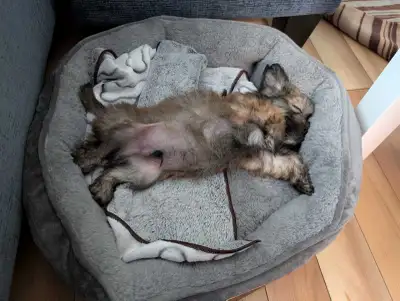 puppy rehome (Morkie), View more