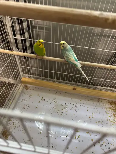 Double Bird Cage, View more