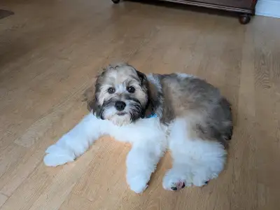 Adorable 4-month old cockapoo pup for rehoming, View more