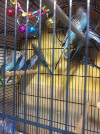 Budgies for sale