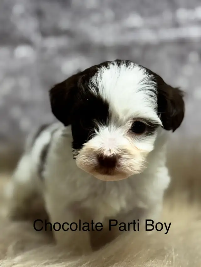 Havapoo (Havanese X Toy Poodle) Chocolates, Sables and Black in Dogs & Puppies for Rehoming in Edmonton - Image 2